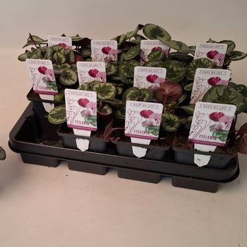 Cyclamen coum 'Marbled Leaf Dark Pink'