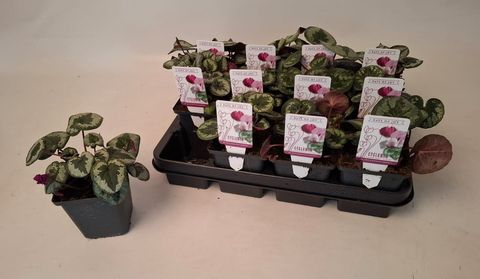 Cyclamen coum 'Marbled Leaf Dark Pink'