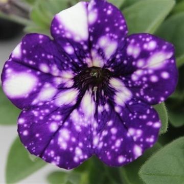 Petunia NIGHT SKY