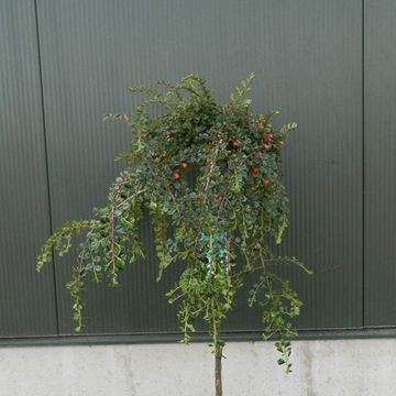Cotoneaster nanshan 'Boer'