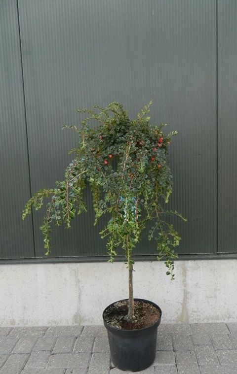 Cotoneaster nanshan 'Boer'