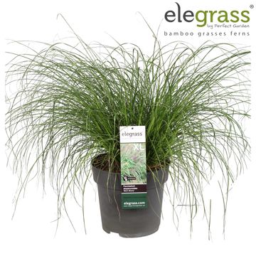 Pennisetum alopecuroides 'Black Beauty'