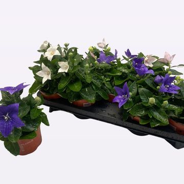 Platycodon grandiflorus POP STAR MIX