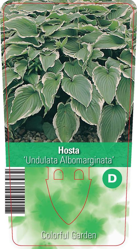 Hosta 'Undulata Albomarginata'