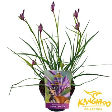 Anigozanthos 'Purple Carnivale'