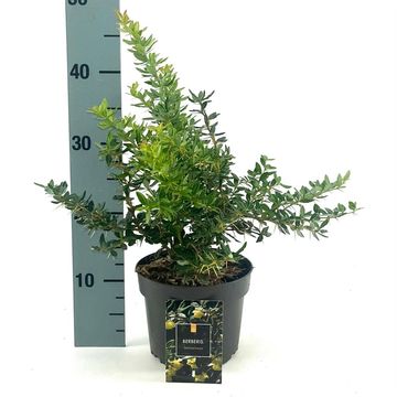 Berberis x frikartii 'Amstelveen'
