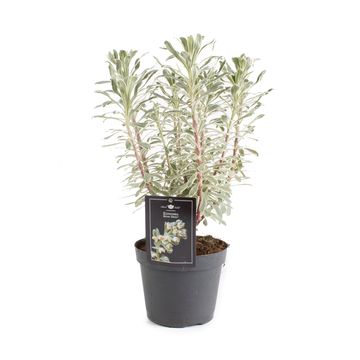 Euphorbia characias SILVER SWAN