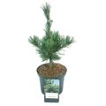 Pinus parviflora 'Tempelhof'