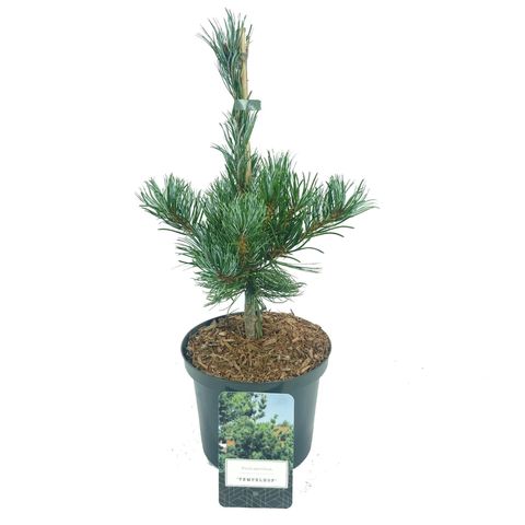 Pinus parviflora 'Темпельхоф'