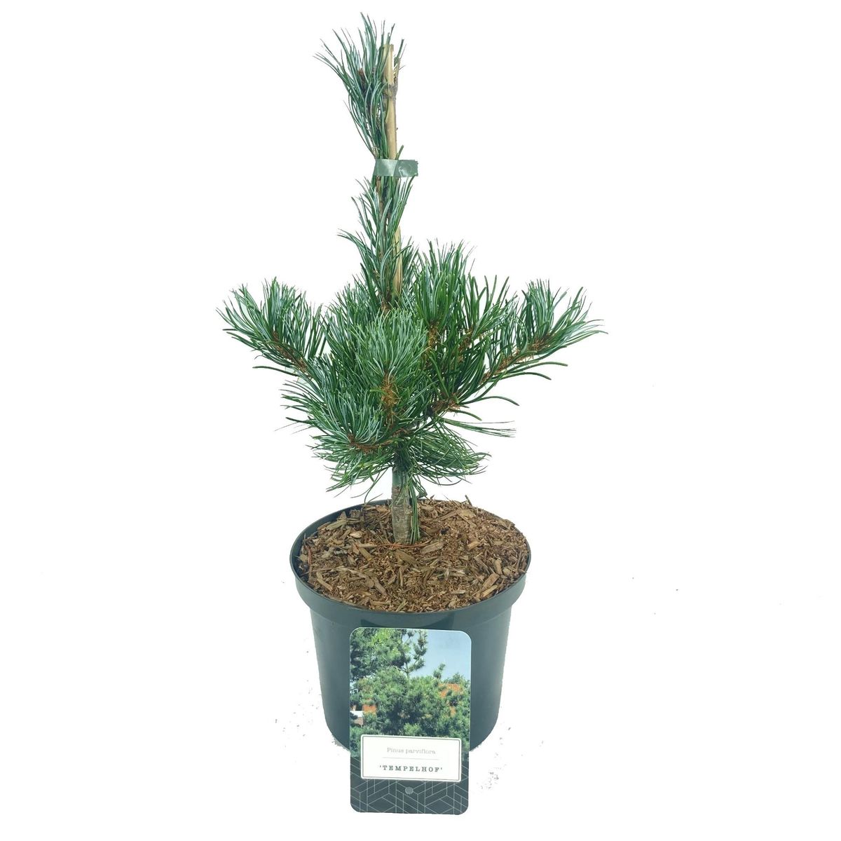 Pinus parviflora ‘Tempelhof’ — Plant Wholesale FlorAccess