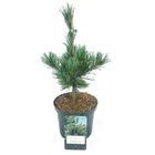 Pinus parviflora 'Tempelhof'