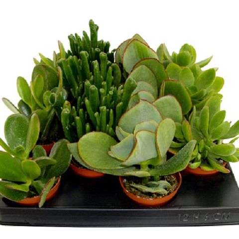 Crassula MIX — Plant Wholesale FlorAccess