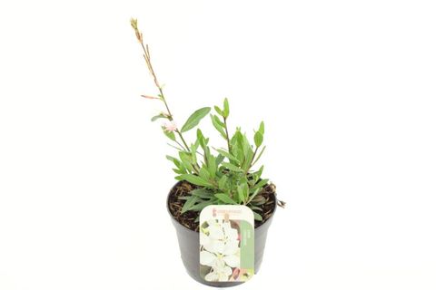Gaura lindheimeri GEYSER WHITE