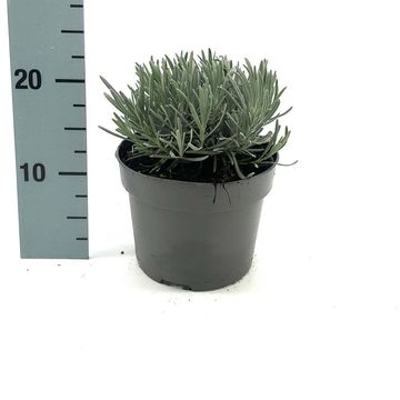 Lavandula x intermedia 'Grosso'