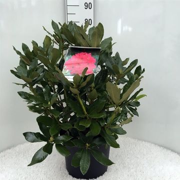 Rhododendron 'Нова Зембла'