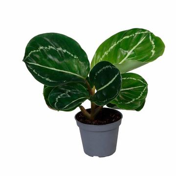 Calathea roseopicta