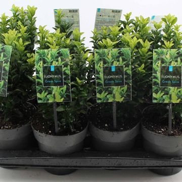 Euonymus japonicus 'Green Spire'