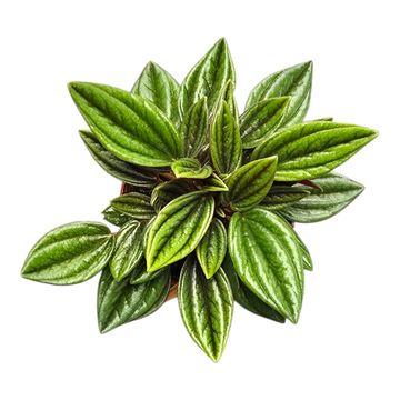 Peperomia caperata 'Rosso'
