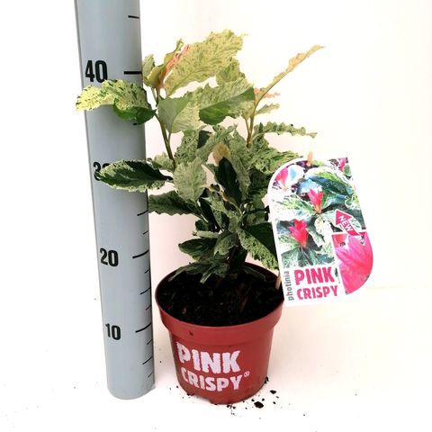 Photinia Serratifolia Pink Crispy — Pflanzengroßhandel Floraccess