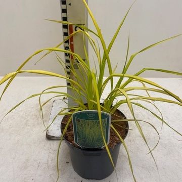 Carex elata 'Aurea'