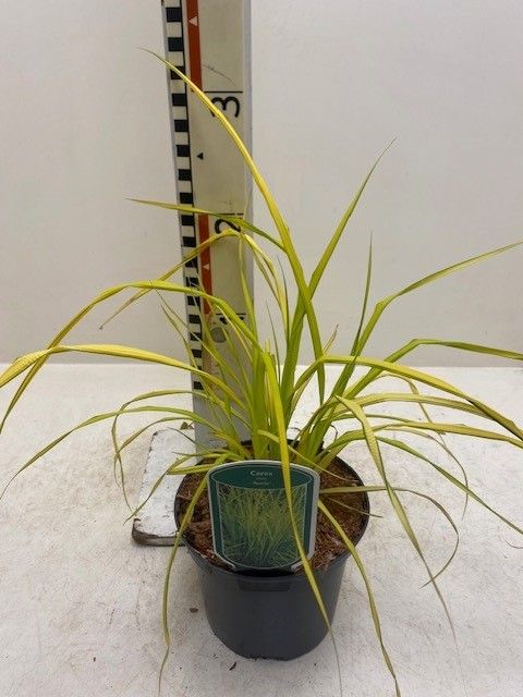 Carex elata 'Aurea'