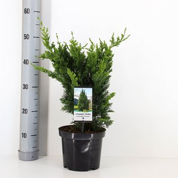 Chamaecyparis лавсониана 'Wisselii'