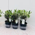 Olea europaea