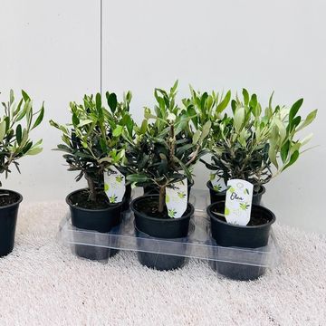Olea europaea