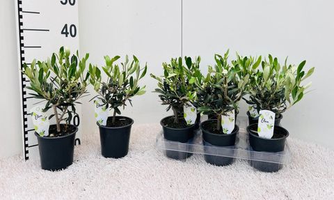 Olea europaea
