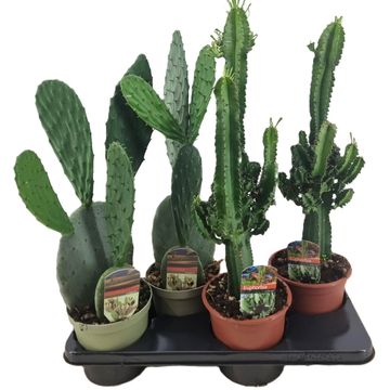 Kaktus MIX