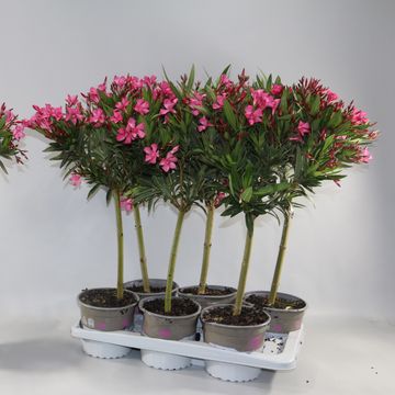 Nerium oleander MIX