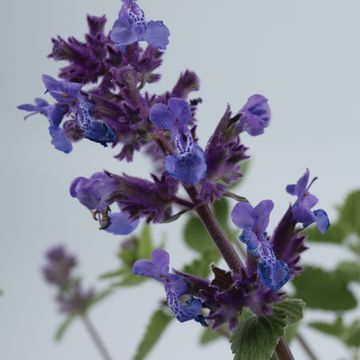 Nepeta 'Cats Pajamas'