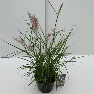 Pennisetum orientale 'Karley Rose'
