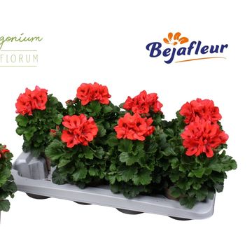 Pelargonium ELEGANCE ANNA