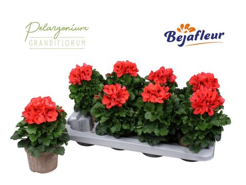 Pelargonium ELEGANCE ANNA