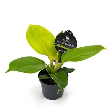 Philodendron 'Moonlight'