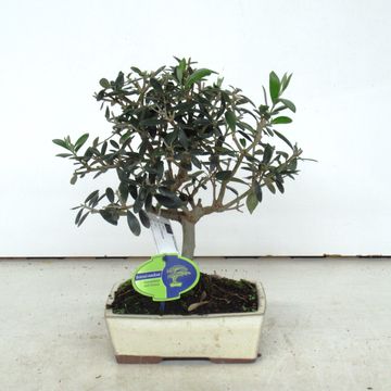 Olea europaea
