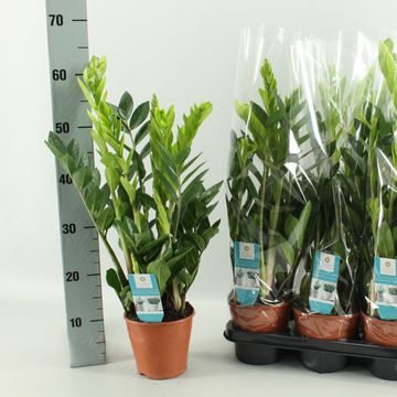 Zamioculcas zamiifolia