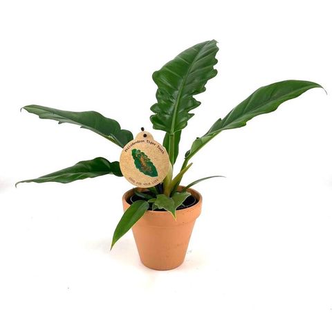 Philodendron 'Narrow'