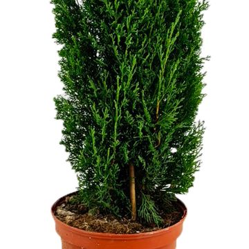 Cupressus sempervirens 'Totem'