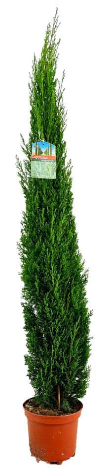Cupressus sempervirens 'Totem'