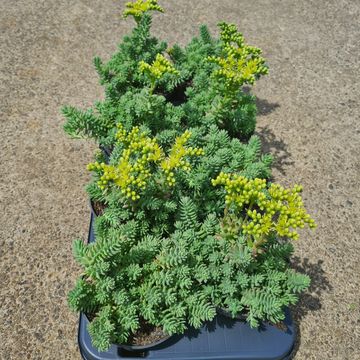 Sedum reflexum 'Blue Spruce'