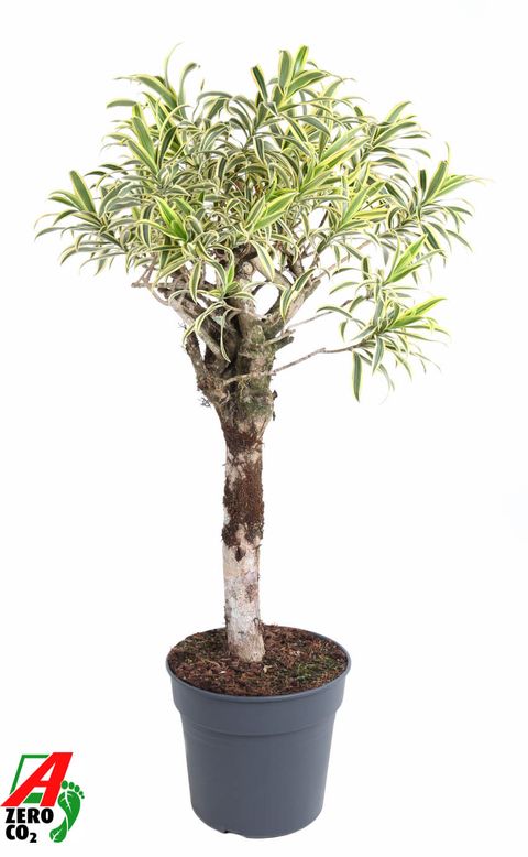 Dracaena reflexa 'Song of India'