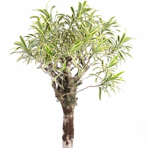 Dracaena reflexa 'Song of India'