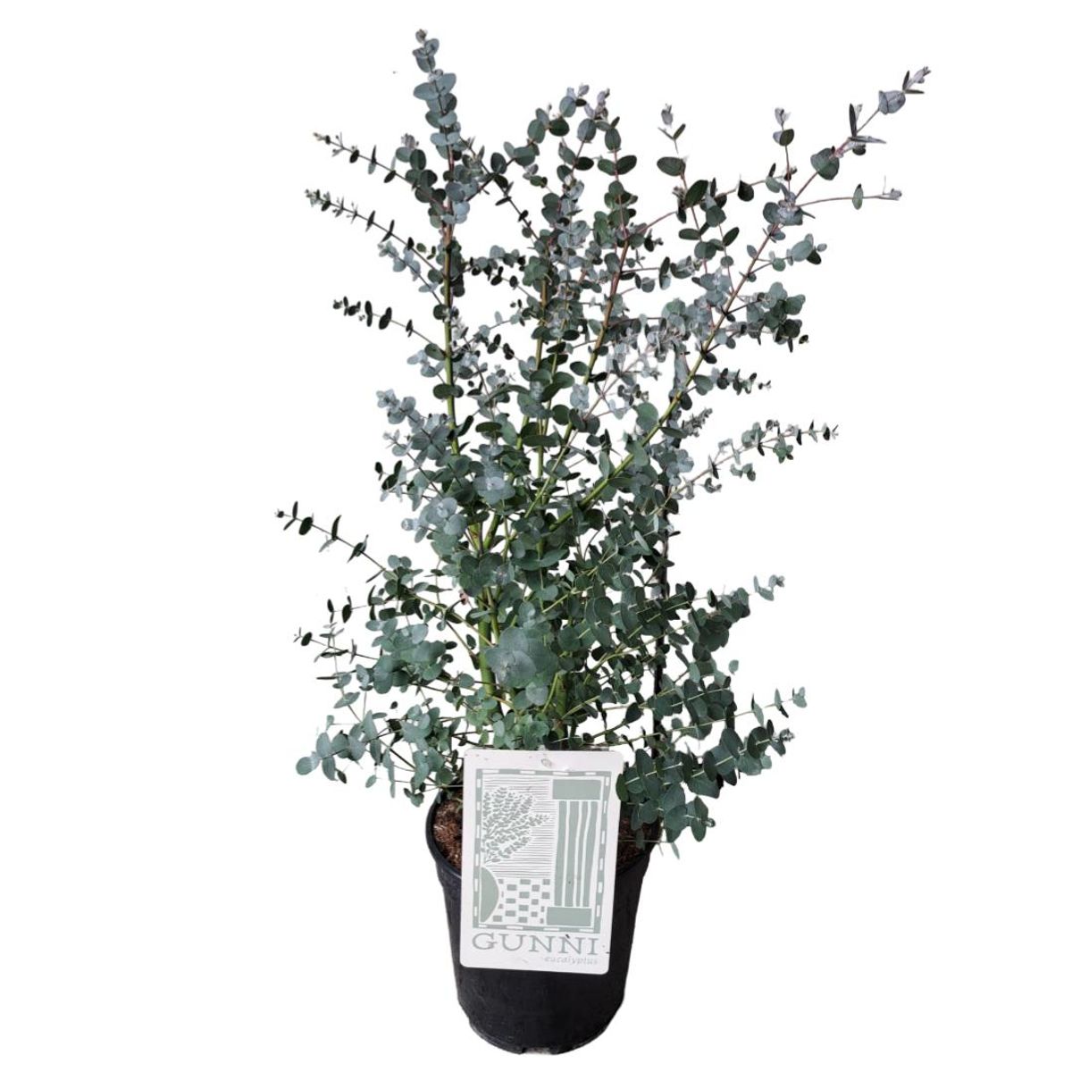 Eucalyptus gunnii  Pflanzengrohandel FlorAccess