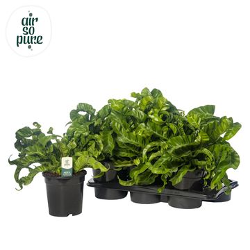 Asplenium antiquum 'Hurricane'