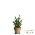 Sansevieria francisii
