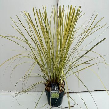 Cortaderia selloana 'Splendid Star'