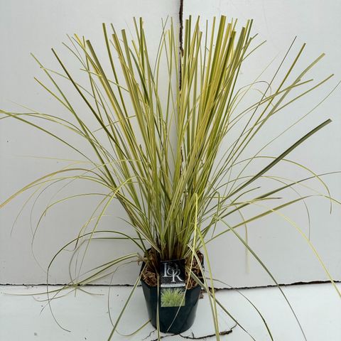Cortaderia selloana 'Splendid Star'