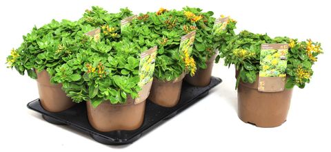 Sedum spurium 'Variegatum'